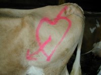 originelle Kennzeichnung einer bruenstigen Kuh